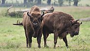 Mounting bisons