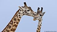 Necking giraffes
