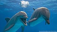 Social bottlenose dolphins