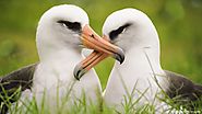 Albatross bonds