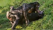Sex-crazed bonobos