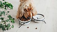 What to Do in Case Your Dog Eats Something That They Should Not? | DogExpress