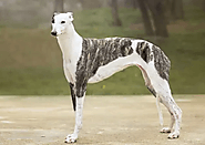 DogExpress: Reasons to Adopt a Greyhound
