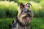 iframely: 15 Things You Need to Know Before Getting a Yorkshire Terrier | DogExpress