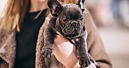 What Do French Bulldog Puppies Cost in The US? | DogExpress