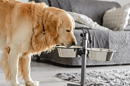 DogExpress: 17 Point Checklist for Choosing the Perfect Dog Food in 2024