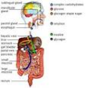 Human Body | Human Body Systems | Human Organ Systems
