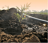 Use of Drip Irrigation In Farming