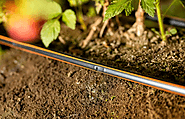 What are the Challenges and Advantages of Drip Irrigation?