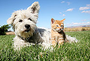 Dog Blog from Trupanion Pet Insurance