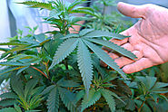 Places to Avoid Getting Recreational Marijuana Orange County Authorization