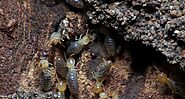 How To Spot Termites In Trees And What To Do About Them!