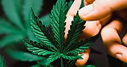 What is Different Between Hemp and Marijuana?