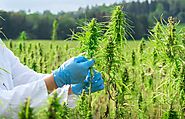 Beginners Guide To Growing, Harvesting your Marijuana Plants