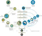 Recycling and the circular economy