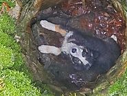 Dog playing in the woods falls accidently into a hole - Love Your Pet | Pets | Animals