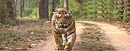7 Days Golden Triangle Tour with Ranthambore | Golden Triangle Tour With Ranthambore - Culture India Trip