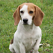 Beagle / Lucy