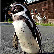 Pinguin / Waldis