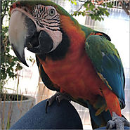 Papagei / Saphira