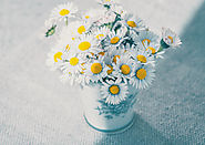 Send Daisy Flowers On Birthdays | Flower Guide