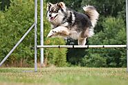 Why Is Agility Training Crucial for Dogs? | DogExpress