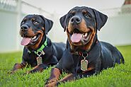 8 Rottweiler Health Issues – What You Need To Know As A Dog Guardian | DogExpress