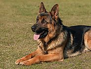 Seven Helpful Tips for Increasing the Lifespan of an Alsatian Dog | DogExpress