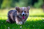12 Cute And Most Adorable Small Dog Breeds | DogExpress