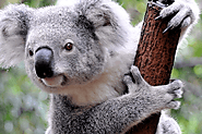 touch koala