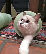 Badkitty stuck in a tube on a carpet