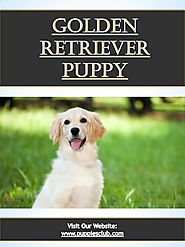 Golden Retriever Puppy| puppiesclub.com