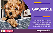 Cavadoodle | puppiesclub.com