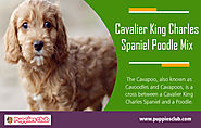Cavalier King Charles Spaniel Poodle Mix | puppiesclub.com