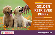 Golden Retriever Puppy | puppiesclub.com
