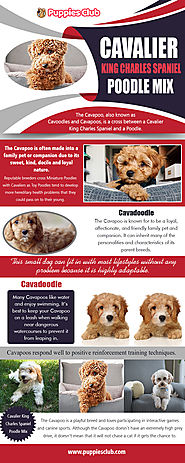 Cavalier King Charles Spaniel Poodle Mix | puppiesclub.com