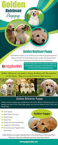 Golden Retriever Puppy | puppiesclub.com