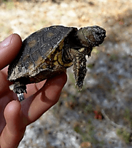 Gopher Tortoise Relocation