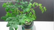 Moringa Tree in a 2 liter bottle - YouTube