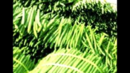 Moringa Mexicana - YouTube