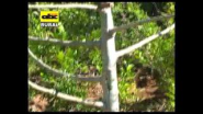 Moringa como planta medicinal - YouTube
