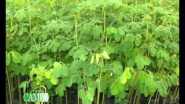 Producción de Moringa para prevenir la desnutrición y otras enfermedades. - YouTube