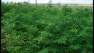 Malunggay Tree Farm - YouTube