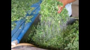 Moringa Leaf Powder - www.organicthailand.com - YouTube