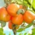 Moringa Medicinal plant resource books PDF | MY miracle moringa medicine blog