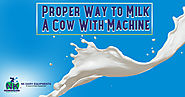 Proper Way to Milk A Cow With Machine