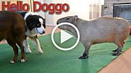 Capybara meets Doggo - FUNNY 9GAG LOL LMAO