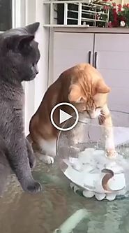 Black cat does not want the yellow cat to play with the fish in the kitchen - FUNNY 9GAG LOL LMAO