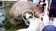 Capybara dropped a watermelon when the tourists gave it - FUNNY 9GAG LOL LMAO