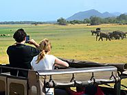 Safari Tours in Yala